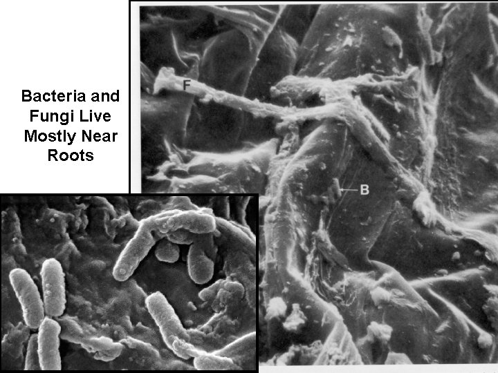 Bacteria and Fungi Live Mostly Near Roots 