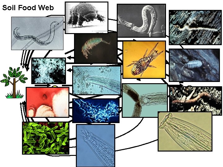 Soil Food Web 