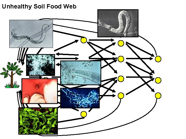 Unhealthy Soil Food Web 