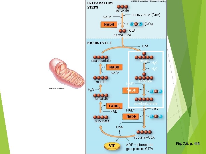 PREPARATORY STEPS pyruvate coenzyme A (Co. A) NAD+ (CO 2) NADH Co. A Acetyl–Co.