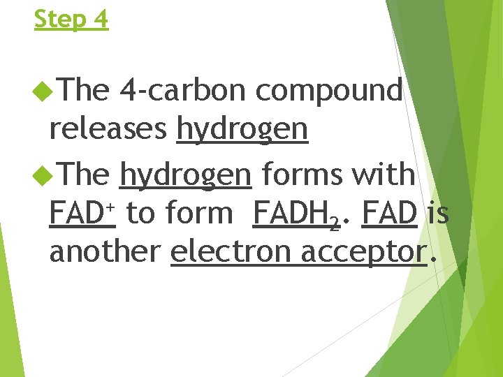 Step 4 The 4 -carbon compound releases hydrogen The hydrogen forms with FAD+ to