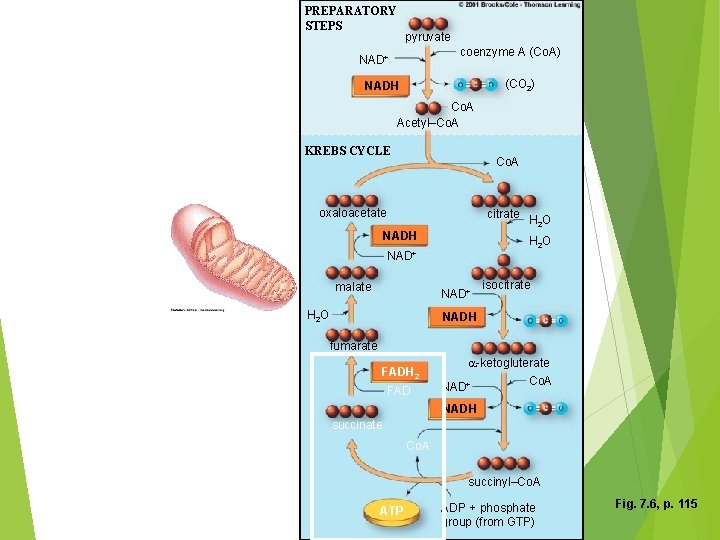 PREPARATORY STEPS pyruvate coenzyme A (Co. A) NAD+ (CO 2) NADH Co. A Acetyl–Co.