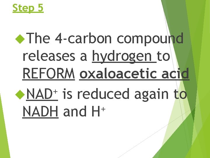 Step 5 The 4 -carbon compound releases a hydrogen to REFORM oxaloacetic acid +