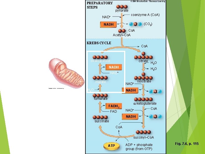 PREPARATORY STEPS pyruvate coenzyme A (Co. A) NAD+ (CO 2) NADH Co. A Acetyl–Co.