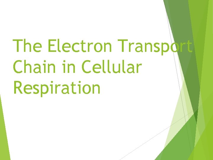 The Electron Transport Chain in Cellular Respiration 
