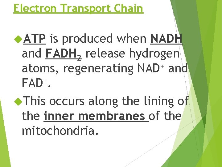 Electron Transport Chain ATP is produced when NADH and FADH 2 release hydrogen atoms,