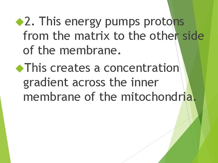  2. This energy pumps protons from the matrix to the other side of