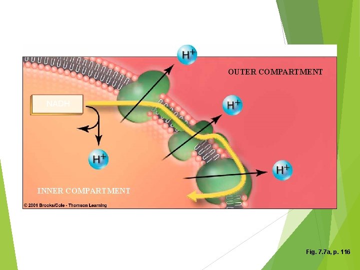 OUTER COMPARTMENT NADH INNER COMPARTMENT Fig. 7. 7 a, p. 116 