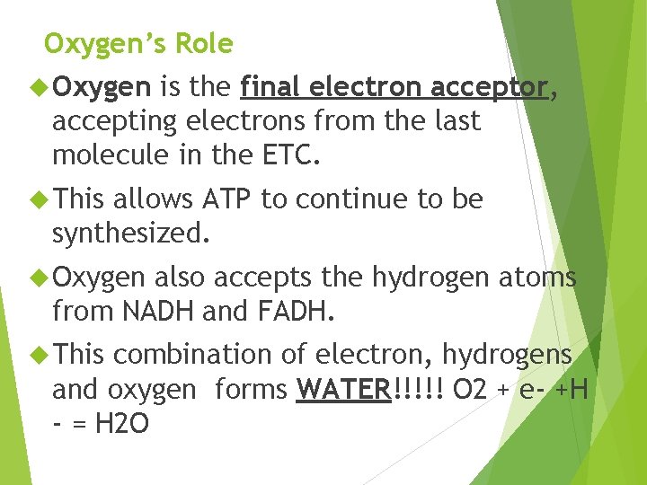 Oxygen’s Role Oxygen is the final electron acceptor, accepting electrons from the last molecule