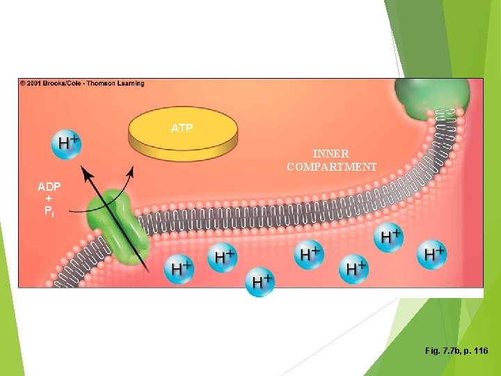 ATP NADH INNER COMPARTMENT ADP + Pi Fig. 7. 7 b, p. 116 