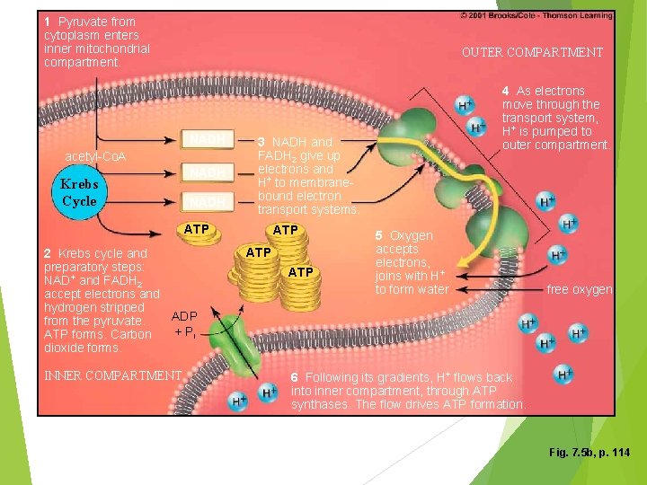 1 Pyruvate from cytoplasm enters inner mitochondrial compartment. OUTER COMPARTMENT NADH acetyl-Co. A Krebs
