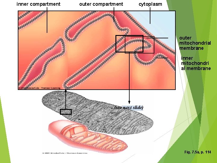 inner compartment outer compartment cytoplasm outer mitochondrial membrane inner mitochondri al membrane (see next