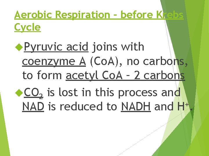 Aerobic Respiration – before Krebs Cycle Pyruvic acid joins with coenzyme A (Co. A),
