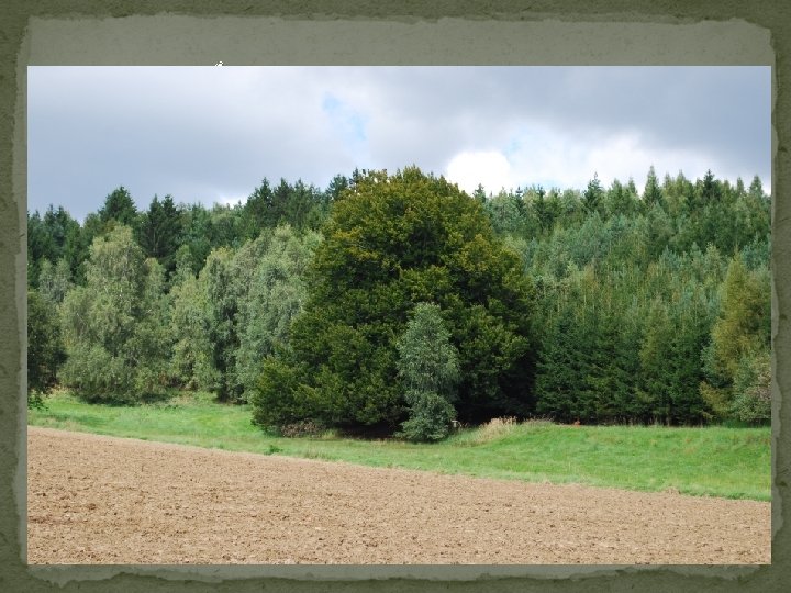 LAVICKÉHO BUK �Buk lesní roste u Dolních Radslavic v místě „Na kopci pod bučím“,