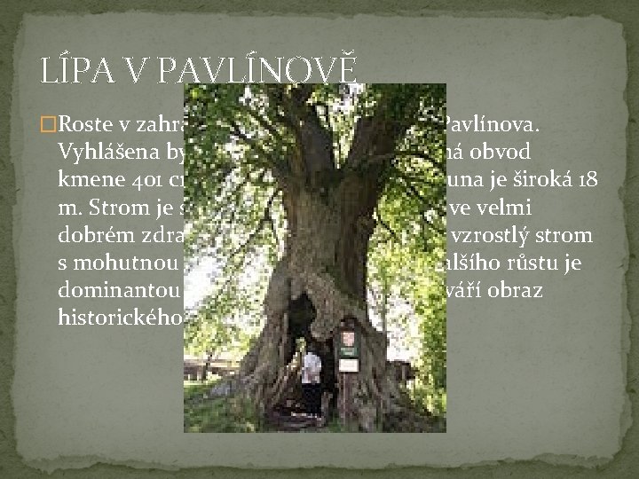 LÍPA V PAVLÍNOVĚ �Roste v zahradě „Myslivny“ uprostřed Pavlínova. Vyhlášena byla v r. 2006.