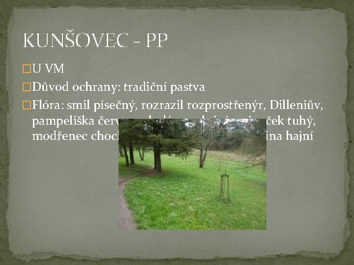 KUNŠOVEC - PP �U VM �Důvod ochrany: tradiční pastva �Flóra: smil písečný, rozrazil rozprostřenýr,