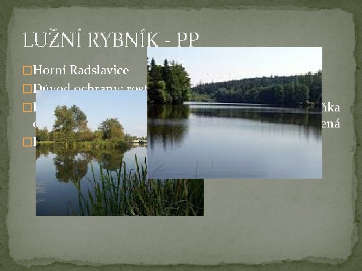 LUŽNÍ RYBNÍK - PP �Horní Radslavice �Důvod ochrany: rostliny v rybníce �Fauna: ropucha obecná,