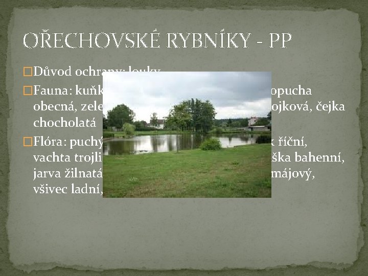 OŘECHOVSKÉ RYBNÍKY - PP �Důvod ochrany: louky �Fauna: kuňka obecná, blatnice skvrnitá, ropucha obecná,