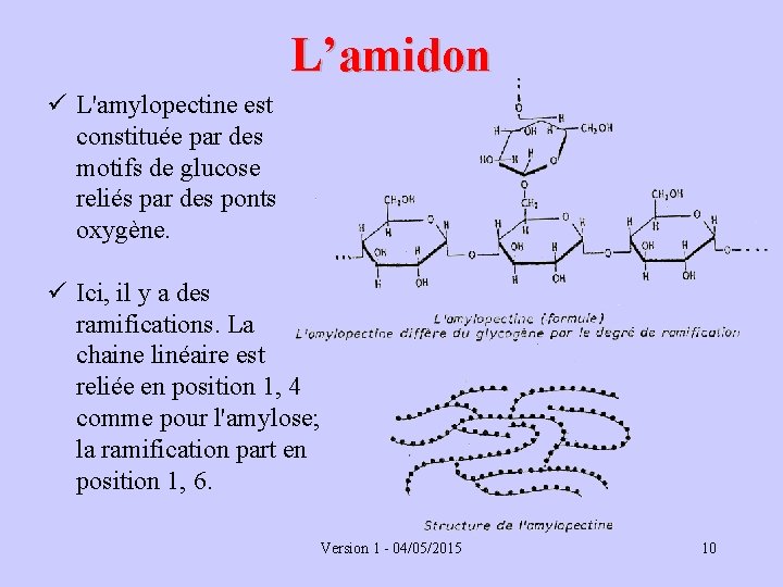 L’amidon ü L'amylopectine est constituée par des motifs de glucose reliés par des ponts
