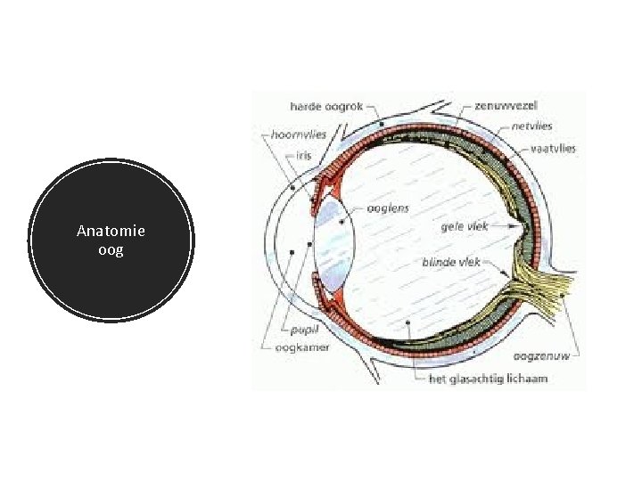 Anatomie oog 