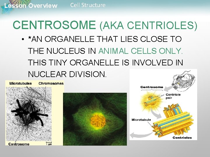 Lesson Overview Cell Structure CENTROSOME (AKA CENTRIOLES) • *AN ORGANELLE THAT LIES CLOSE TO