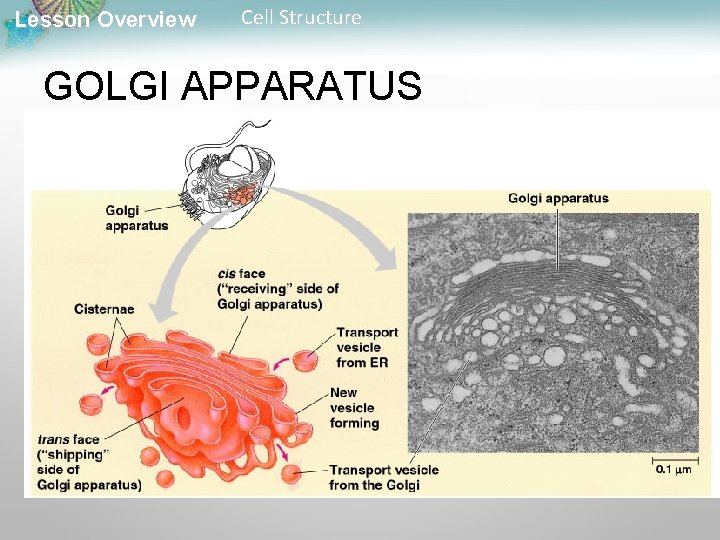 Lesson Overview Cell Structure GOLGI APPARATUS 