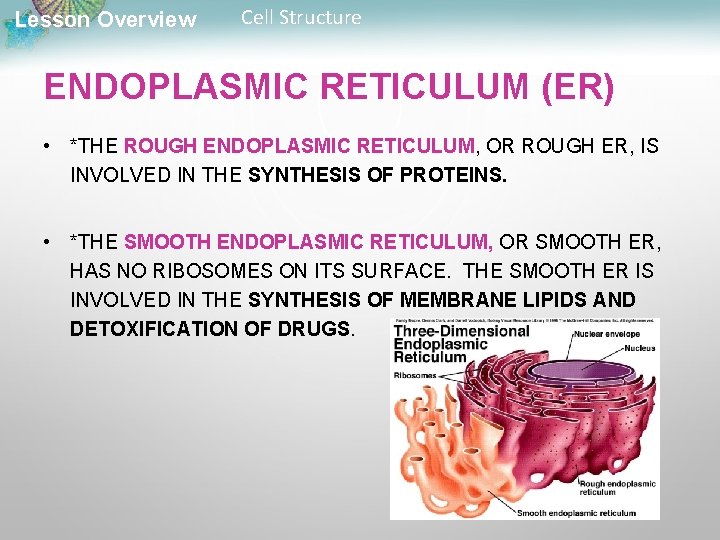 Lesson Overview Cell Structure ENDOPLASMIC RETICULUM (ER) • *THE ROUGH ENDOPLASMIC RETICULUM, OR ROUGH