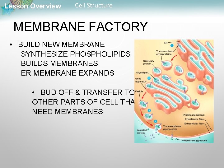 Lesson Overview Cell Structure MEMBRANE FACTORY • BUILD NEW MEMBRANE SYNTHESIZE PHOSPHOLIPIDS BUILDS MEMBRANES