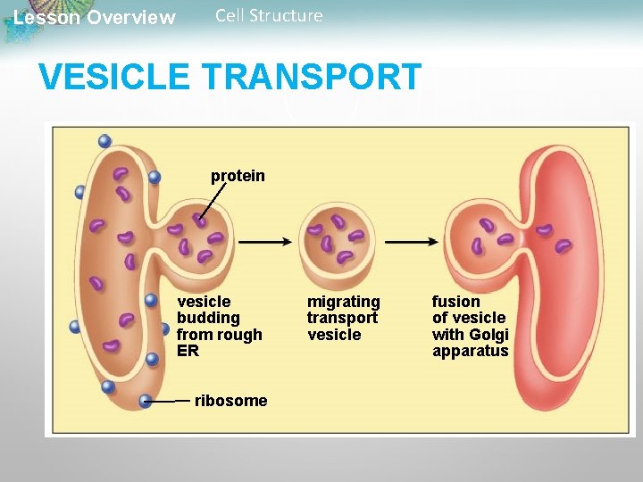 Lesson Overview Cell Structure VESICLE TRANSPORT protein vesicle budding from rough ER ribosome migrating