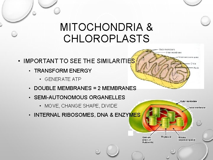 MITOCHONDRIA & CHLOROPLASTS • IMPORTANT TO SEE THE SIMILARITIES • TRANSFORM ENERGY • GENERATE