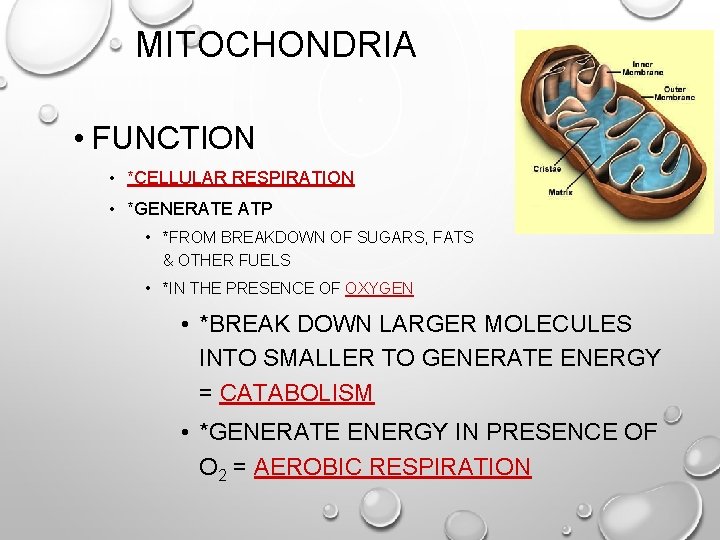 MITOCHONDRIA • FUNCTION • *CELLULAR RESPIRATION • *GENERATE ATP • *FROM BREAKDOWN OF SUGARS,