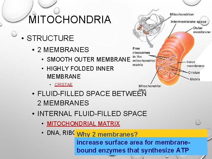 MITOCHONDRIA • STRUCTURE • 2 MEMBRANES • SMOOTH OUTER MEMBRANE • HIGHLY FOLDED INNER