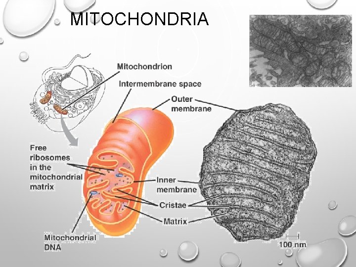 MITOCHONDRIA 
