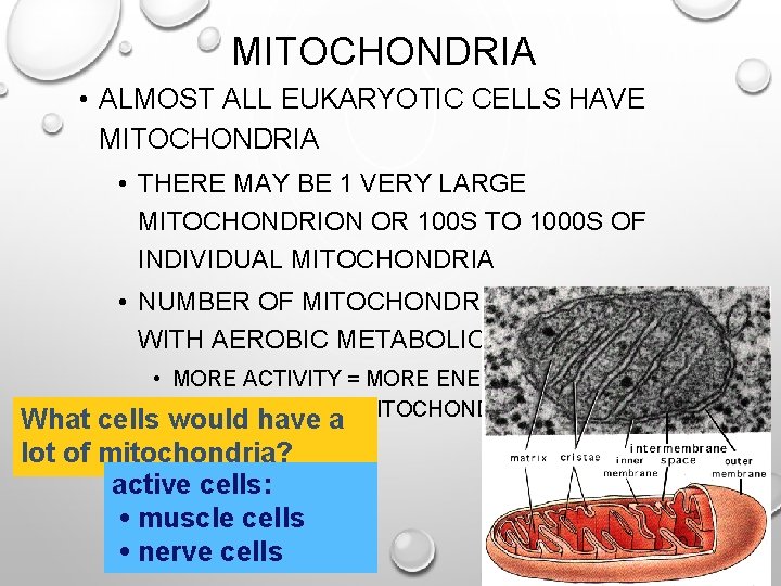 MITOCHONDRIA • ALMOST ALL EUKARYOTIC CELLS HAVE MITOCHONDRIA • THERE MAY BE 1 VERY