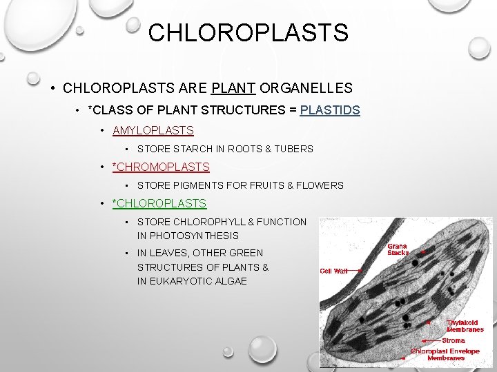 CHLOROPLASTS • CHLOROPLASTS ARE PLANT ORGANELLES • *CLASS OF PLANT STRUCTURES = PLASTIDS •