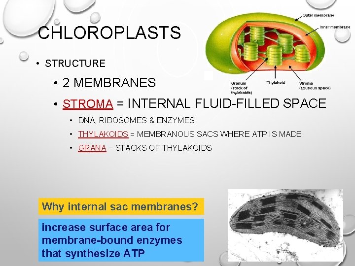 CHLOROPLASTS • STRUCTURE • 2 MEMBRANES • STROMA = INTERNAL FLUID-FILLED SPACE • DNA,