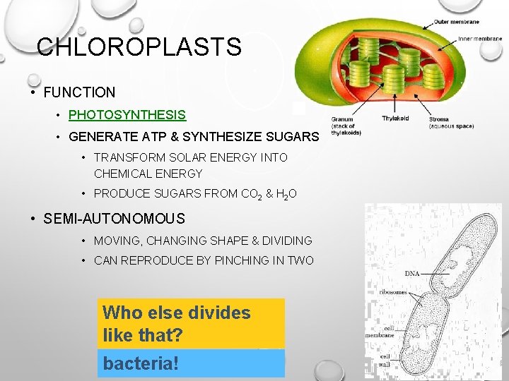 CHLOROPLASTS • FUNCTION • PHOTOSYNTHESIS • GENERATE ATP & SYNTHESIZE SUGARS • TRANSFORM SOLAR