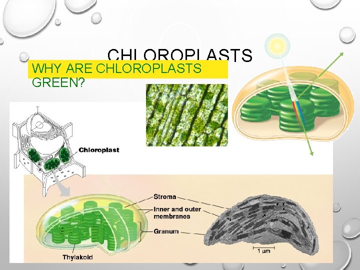 CHLOROPLASTS WHY ARE CHLOROPLASTS GREEN? 