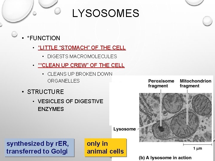 LYSOSOMES • *FUNCTION • *LITTLE “STOMACH” OF THE CELL • DIGESTS MACROMOLECULES • *“CLEAN