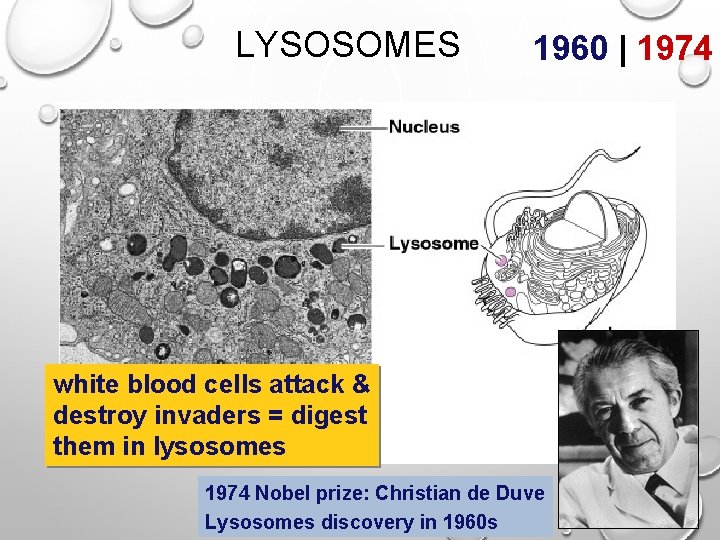 LYSOSOMES 1960 | 1974 white blood cells attack & destroy invaders = digest them