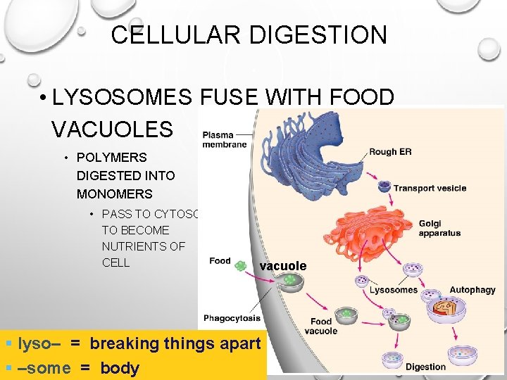 CELLULAR DIGESTION • LYSOSOMES FUSE WITH FOOD VACUOLES • POLYMERS DIGESTED INTO MONOMERS •
