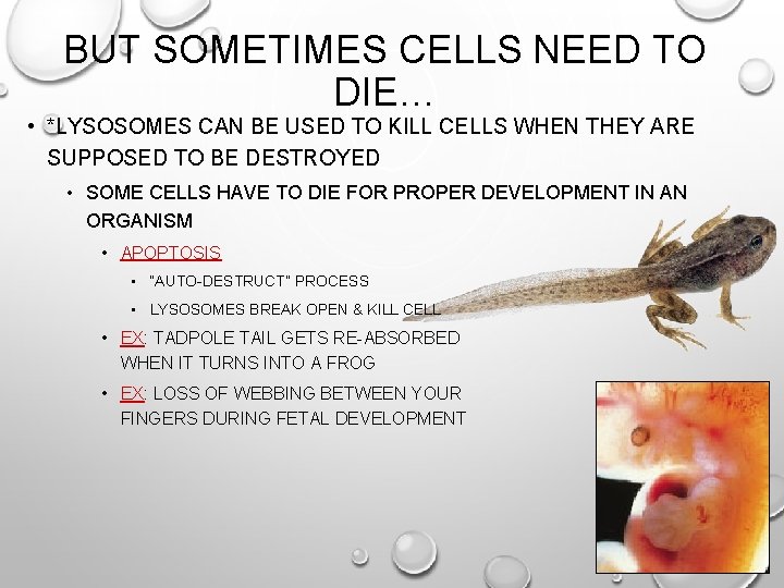 BUT SOMETIMES CELLS NEED TO DIE… • *LYSOSOMES CAN BE USED TO KILL CELLS