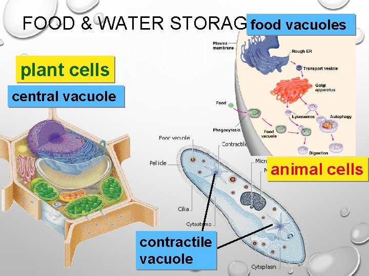 FOOD & WATER STORAGEfood vacuoles plant cells central vacuole animal cells contractile vacuole 