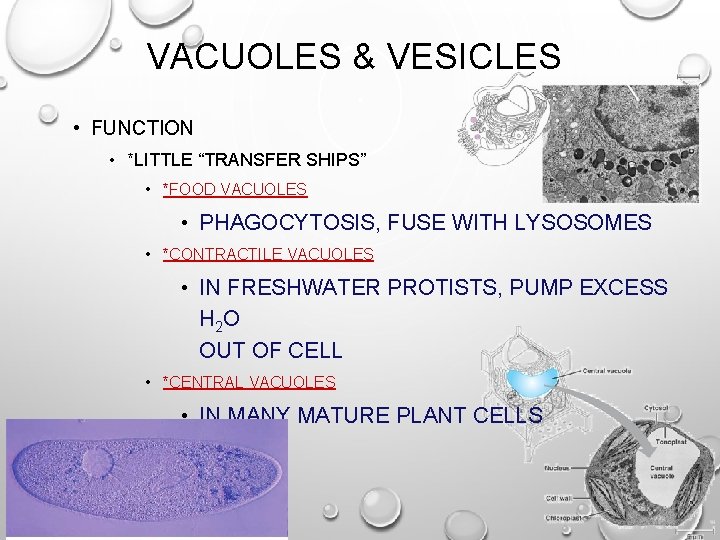 VACUOLES & VESICLES • FUNCTION • *LITTLE “TRANSFER SHIPS” • *FOOD VACUOLES • PHAGOCYTOSIS,