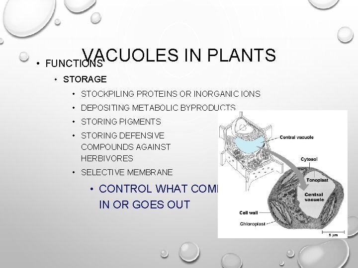 VACUOLES IN PLANTS • FUNCTIONS • STORAGE • STOCKPILING PROTEINS OR INORGANIC IONS •