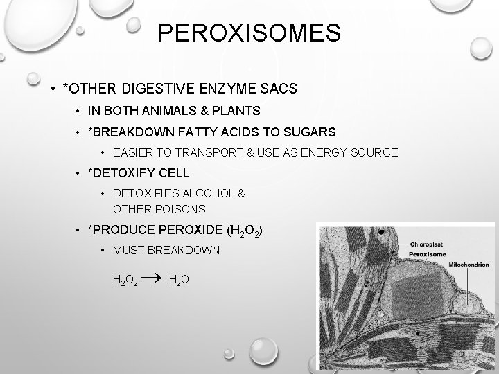 PEROXISOMES • *OTHER DIGESTIVE ENZYME SACS • IN BOTH ANIMALS & PLANTS • *BREAKDOWN