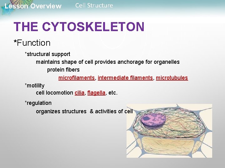 Lesson Overview Cell Structure THE CYTOSKELETON *Function *structural support maintains shape of cell provides