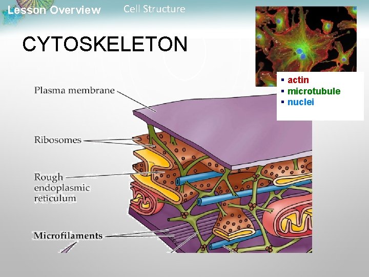 Lesson Overview Cell Structure CYTOSKELETON § actin § microtubule § nuclei 