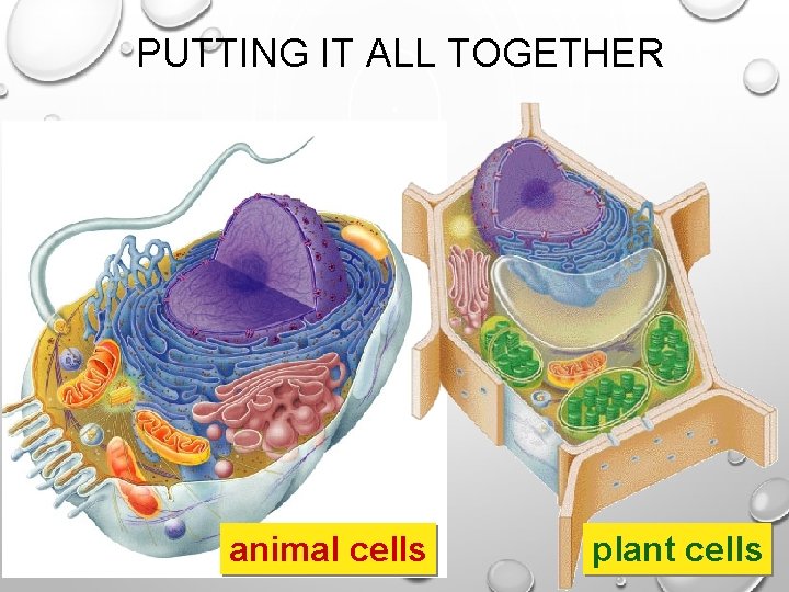 PUTTING IT ALL TOGETHER animal cells plant cells 