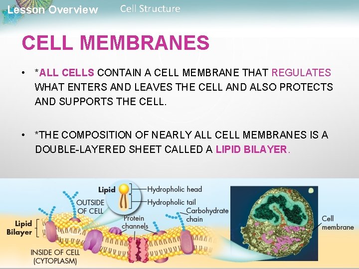 Lesson Overview Cell Structure CELL MEMBRANES • *ALL CELLS CONTAIN A CELL MEMBRANE THAT